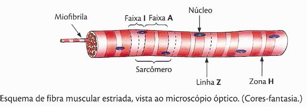 periféricos (sincício) 1 ou 2 centrais Discos intercalares Não há Não há Sim Contração Lenta, involuntária Rápida voluntária Rápida, involuntária Apresentação Forma camadas