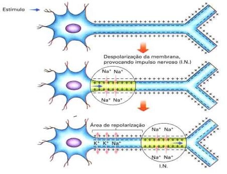 OBS.: a condução do impulso nervoso é um pouco diferente nas fibras mielínicas que inervam os músculos esqueléticos.