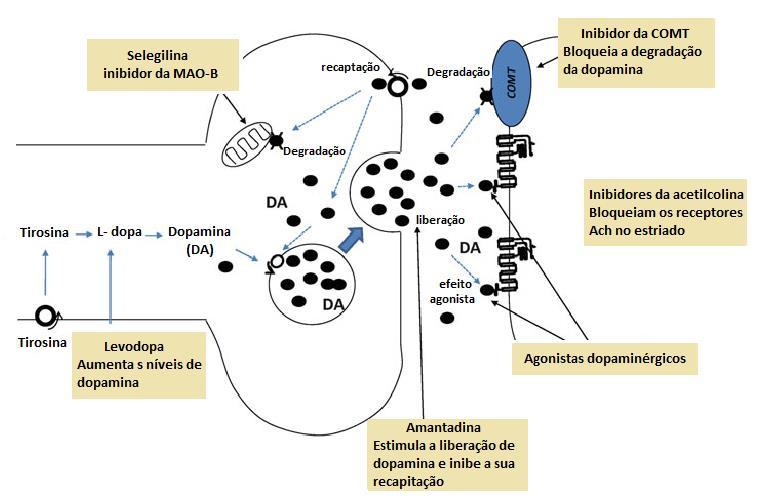 42 Figura 2 - Mecanismo de ação dos fármacos utilizados no tratamento dos sintomas da Doença de Parkinson Fonte: Prediger et al (2013).