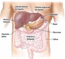 Esteatose hepática A esteatose hepática ocorre devido ao acúmulo excessivo de lipídios (gordura) nos hepatócitos (células do fígado).