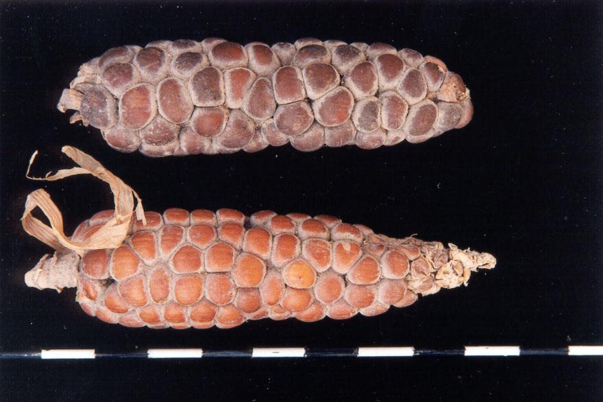 Figura 1. Amostras arqueológicas de milho, encontrada em cavernas do Vale do Peruaçu, em Minas Gerais, com idade estimada de aproximadamente 1000 anos.