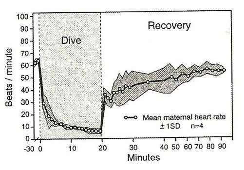 Fisiologia do mergulho Resultados dos primeiros estudos realizados em laboratório