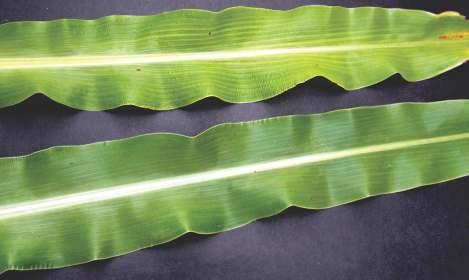 O sintoma de carência em manganês é típico em sorgosacarino, iniciando-se nas folhas novas por meio de clorose entre as nervuras, formando um reticulado verde grosso, ou seja, a