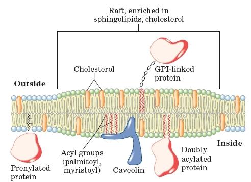 presença de cavéolina (proteína integrada); Têm