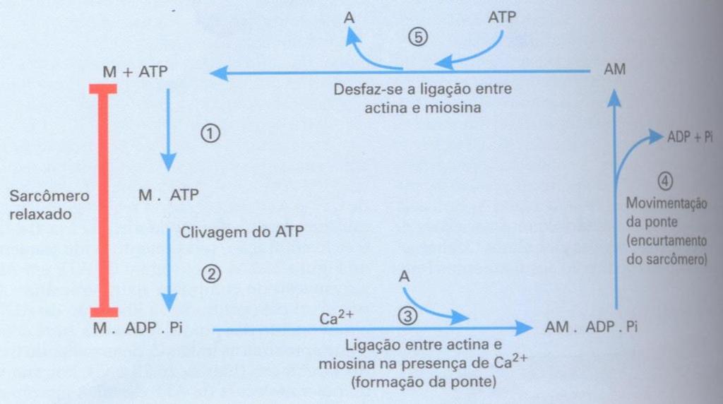 durante o ciclo