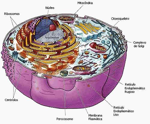 Organismos Pluricelulares