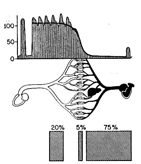 Distribuição Voulme Sangue (%) Pressão Arterial (mmhg) Pressão arterial