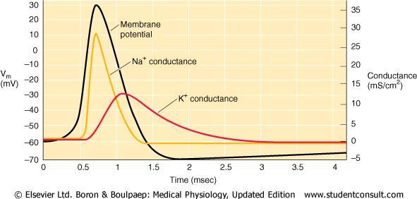 Excitabilidade: Potencial de Ação Neurônio X