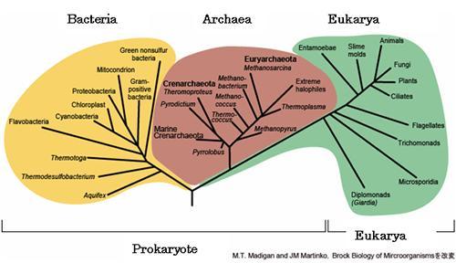 Woese (1977): 3 Domínios Classificar