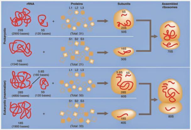 RNA Ribossomal Subunidade