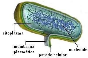 Encontradas no corpo humano, solo, água