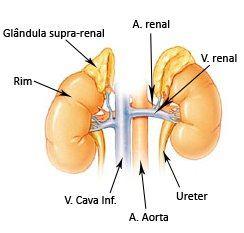 glicocorticóides: cortisol. - Zona reticular (15%): andrógenos: DHEA e SDHEA.