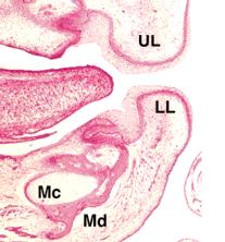 A mandíbula DEFINITIVA se forma externamente e lateral a ela