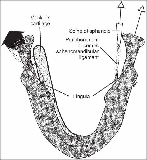 O côndilo irá formar a articulação mandibular