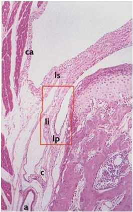 ou B Fibroblastos Síntese de proteínas,