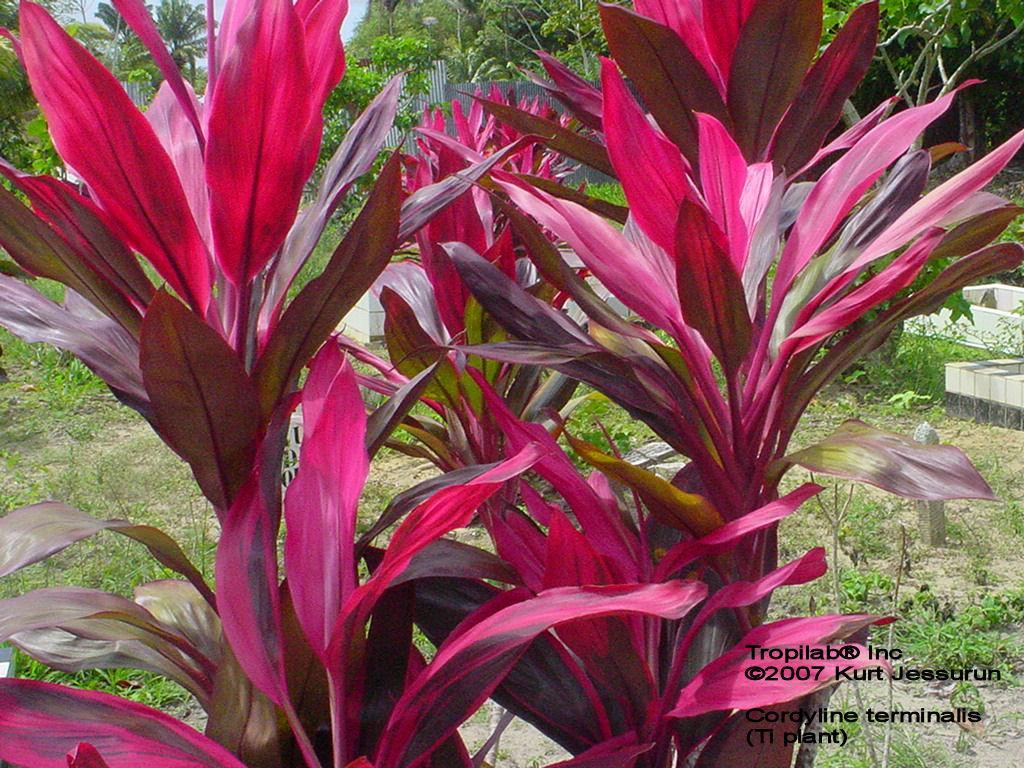 Tradescantia