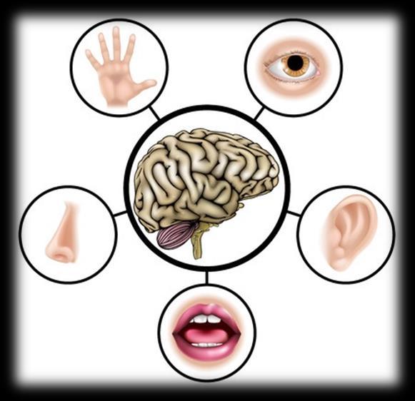 Características Organolépticas Sabor Cor ( cor da crosta)