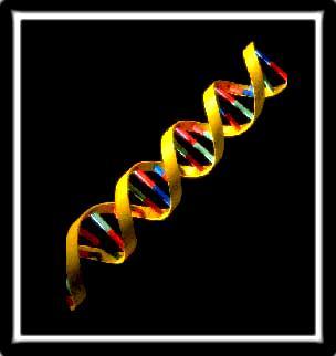 DNA Desoxirribose A -