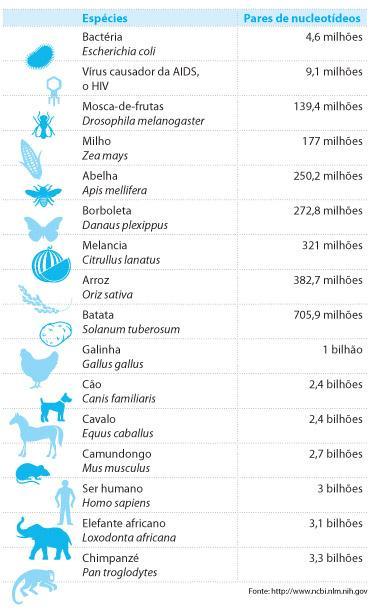 Nucleotídeo A espécie humana possui cerca de 3 bilhões de pares de nucleotídeos de DNA em cada uma de suas células.
