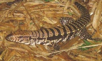 fragmentos de Cerrado e Mata Atlântica do Campo