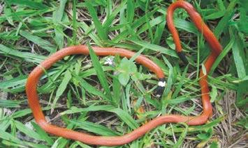 Campo das Vertentes, Minas Gerail State,