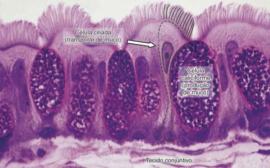 Revestimento da traqueia; - Células caliciformes: