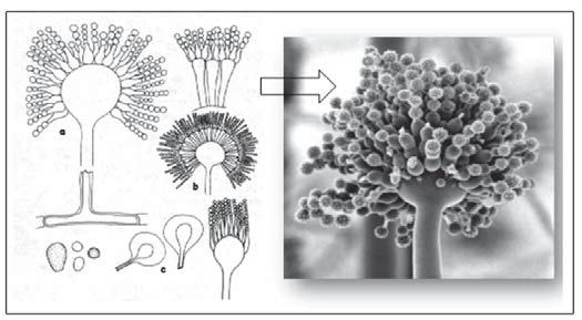 Protistas, Fungos e Vegetais Inferiores Figura 17. Conidióforos e conidiósporos. (Fonte: http://sharon-taxonomy200-p3.wikispaces.com J. Webster and R. W. S. Weber 2007).