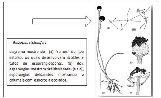 Introdução ao Estudo dos Fungos: Origem e Organização Celular Os propágulos assexuados internos se originam de esporângios (fig.