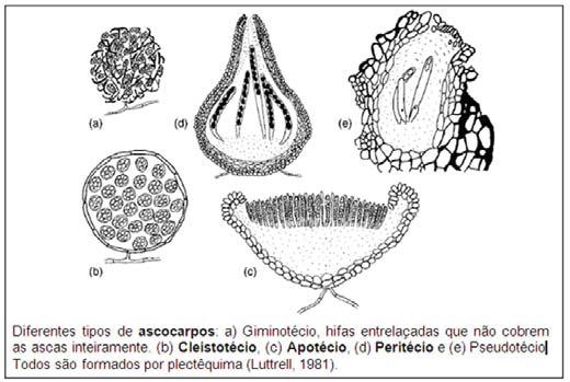 Protistas, Fungos e Vegetais Inferiores REPRODUÇÃO SEXUADA Os esporos sexuados internos são chamados ascósporos e se formam no interior de estruturas em forma de saco, denominadas ascos.