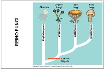 Protistas, Fungos e Vegetais Inferiores Figura 2. Filos do Reino Fungi (Fonte: http://sharon-taxonomy2010-p2.wikispaces.com).