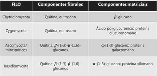 Ou talvez estes estágios ainda estariam para ser descobertos. São denominados fungi imperfecti. Em torno de 15.000 forma-espécies estão agrupadas, em grandes forma-gêneros e forma-classes.