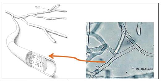 Protistas, Fungos e Vegetais Inferiores Figura 4. Crescimento apical das hifas. (Fonte: http://biology.unm.edu).