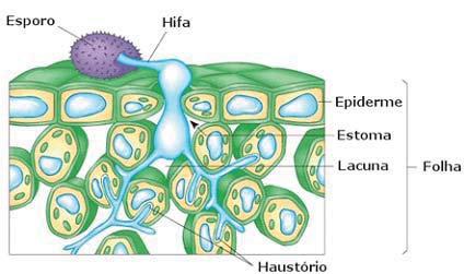 Protistas, Fungos e Vegetais Inferiores DIFERENCIAÇÃO DAS HIFAS NA FASE VEGETATIVA. Hifas sofrem modificações fisiológicas, formando estruturas especializadas (fig.8). Figura 8.