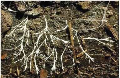 Cordões miceliais e/ou rizomorfos: agregado de hifas, formando filamentos visíveis que se estendem no solo a partir de regiões infectadas.