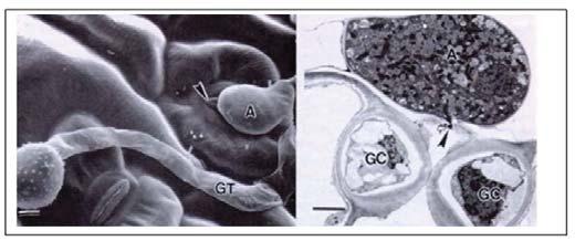 - Tem funções importantes na sobrevivência do hospedeiro e do fungo. Clamidósporos: estruturas de resistência muito comum nos fungos (fig.10). O gênero Fusarium (F. oxysporum e F.