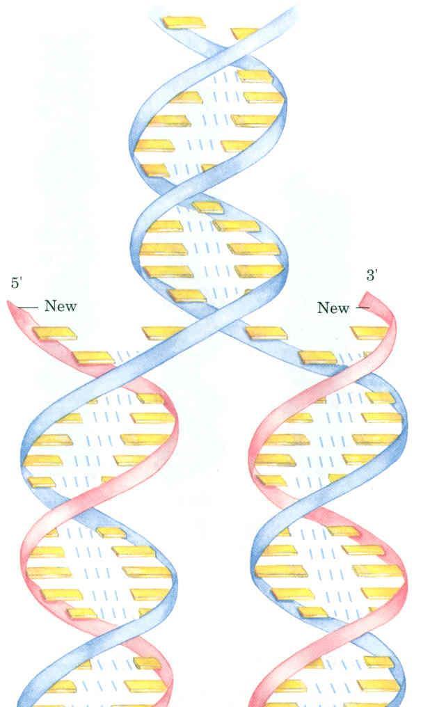 Complementariedade Fita velha Durante a replicação do DNA as duas fitas velhas ou mães