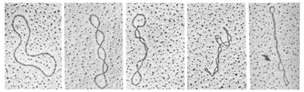 O Empacotamento do DNA: a estrutura terciária do DNA DNA em procariontes: DNA