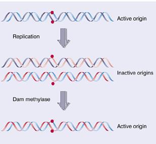 REGULAÇÃO -única fase regulada da replicação, de forma que só ocorra uma vez por ciclo