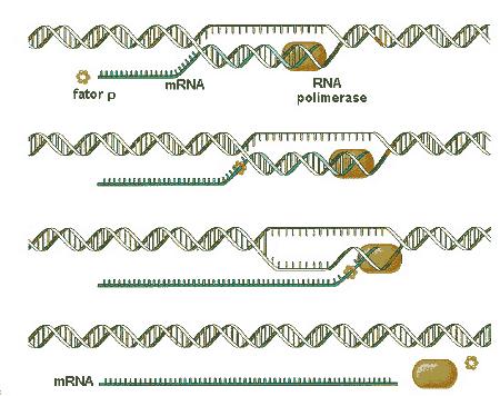 Síntese Protéica A Transcrição A enzima RNA-polimerase abre a dupla hélice do DNA e inicia a produção de uma molécula de RNAm, no sentido 5 3.