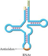 2-RNA transportador (RNAt) - é produzido nos cromossomos a partir de DNA especiais.