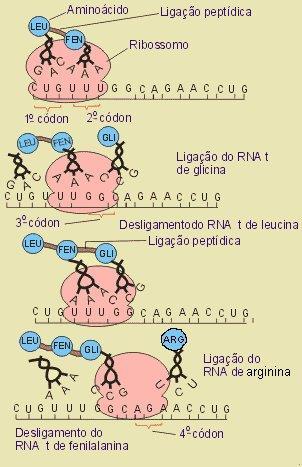 Síntese Protéica A Tradução O RNAm transcrito no núcleo chega ao citoplasma e se liga a um ou mais