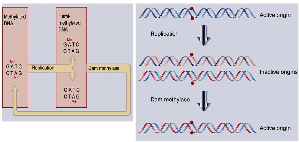 Origem de replicação em bactérias Somente origens