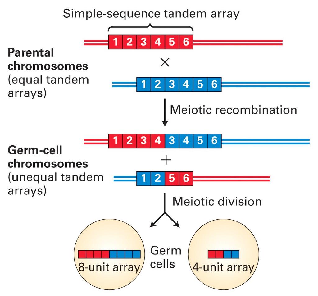Geração de diferenças no comprimento de um DNA de seq. simples devido à recombinação desigual Arranjo consecutivo de seq.
