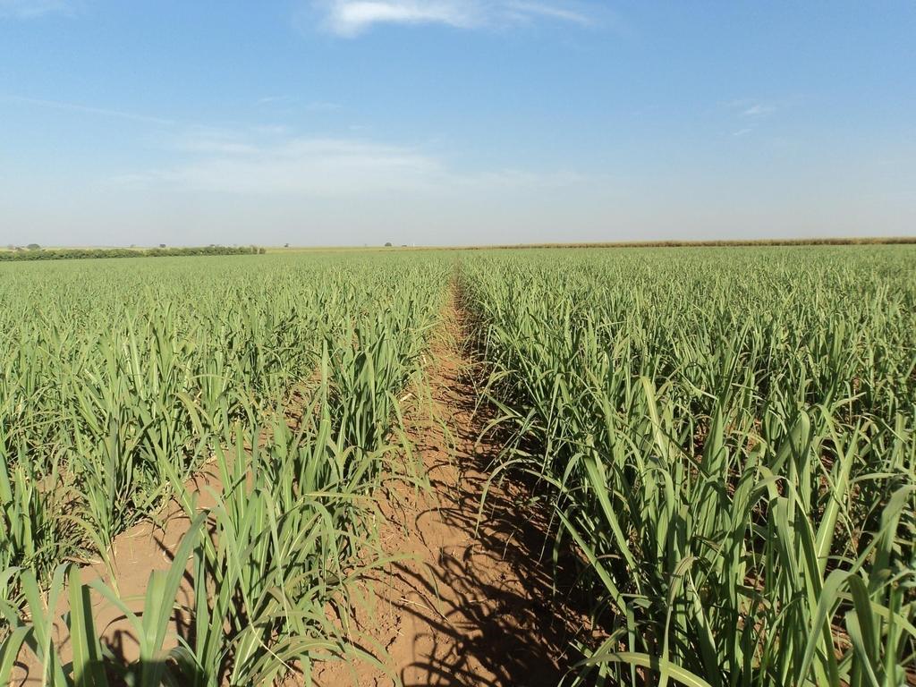 CONTROLE MICRONUTRIENTES VIA TOLETE Ác.