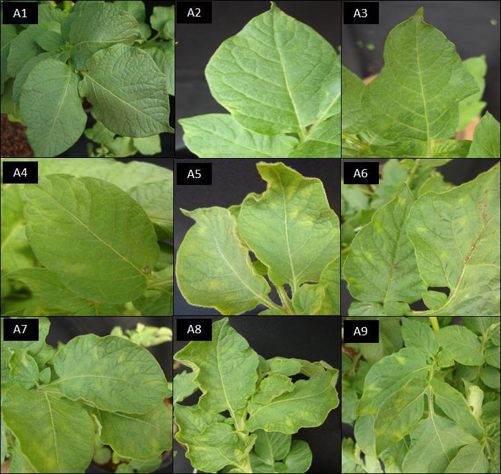 Figura 1 Padrões de sintomas apresentados pelas plantas de batata provenientes dos tubérculos plantados: A1) Controle negativo: Planta de