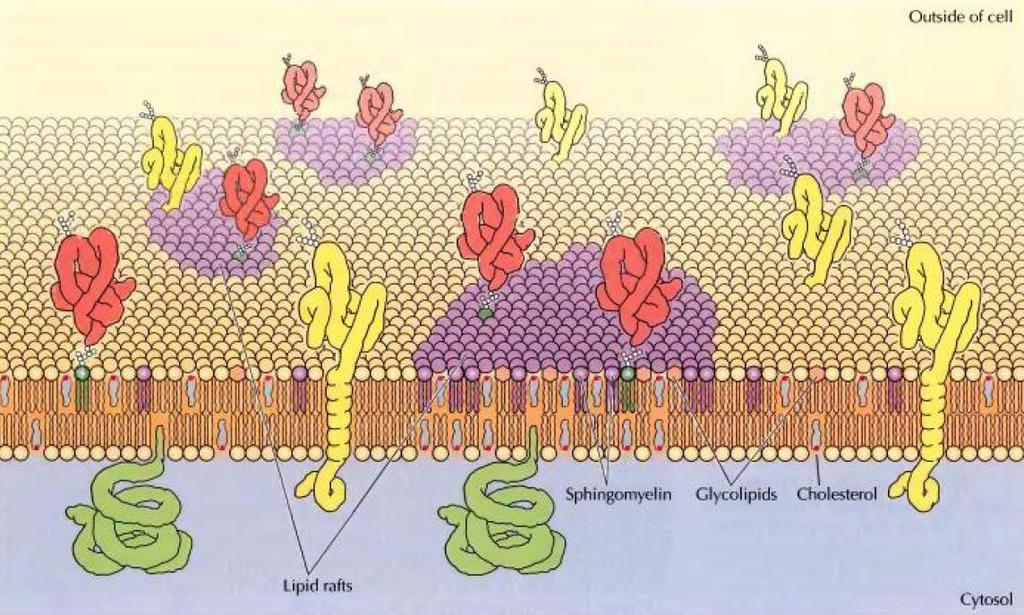 Proteínas de Membrana Visão