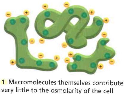 Osmolaridade Celular Diferenças eletroquímicas intra e extracelular O PROBLEMA 1 Macromoléculas por si só