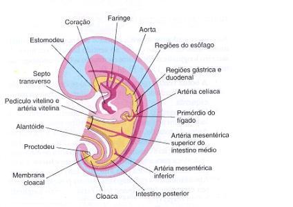 Embriologia da Cabeça e da Região Cervical Na quarta semana, há grande crescimento encefálico. Há o estomodeu, uma depressão ectodérmica.