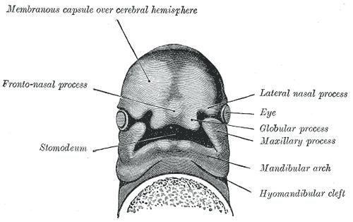 A membrana bucofaríngea separa o estomodeu do intestino primitivo anterior.