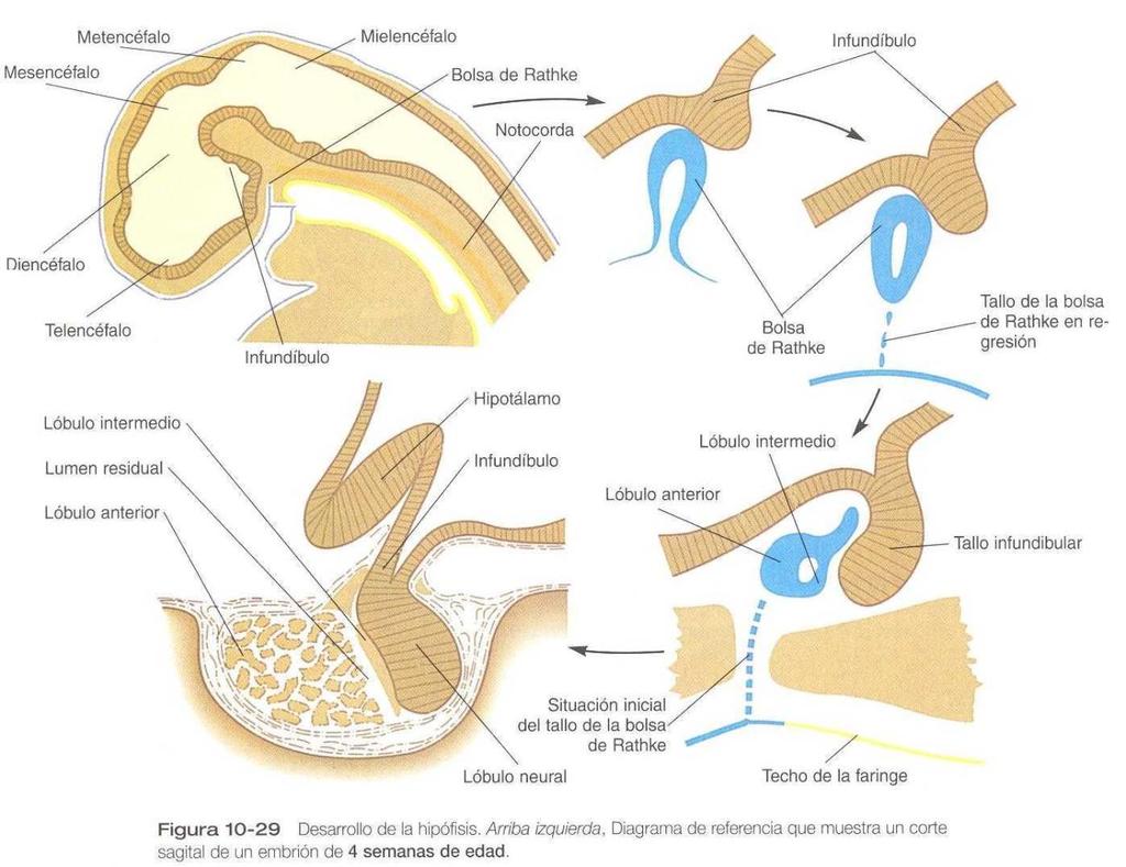 Glândulas salivares As glândulas exócrinas se formam a partir da proliferação de tecido epitelial. Essas proliferações adentram no tecido conjuntivo subjacente.